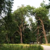 Gefahr durch tote &Auml;ste am Wegesrand? &copy; N. A. Kl&ouml;hn